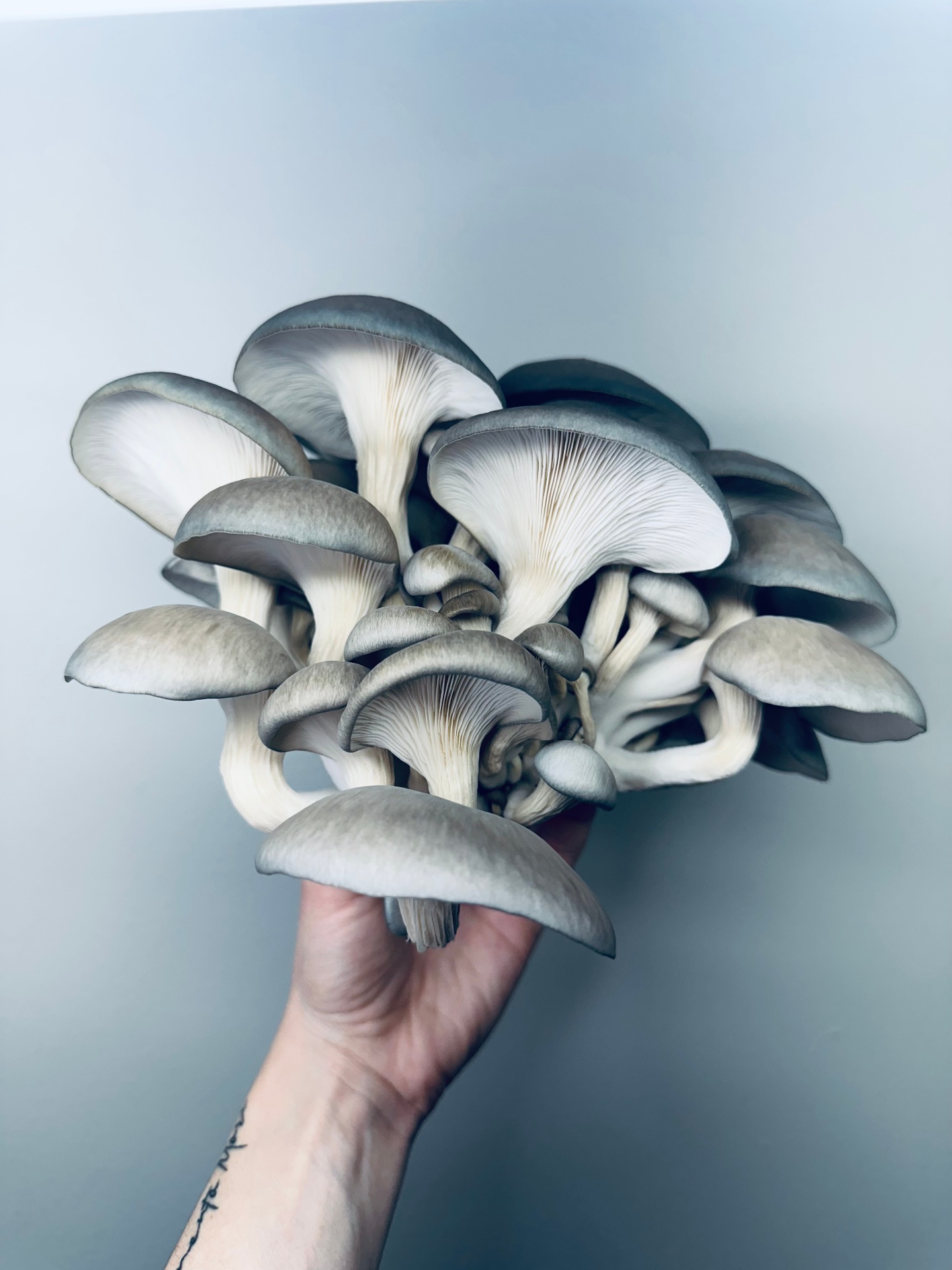 A hand holding a blue oyster mushroom grown at the Denver nano farm