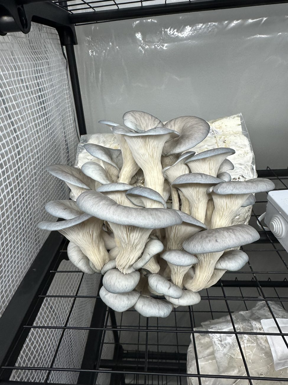 A cluster of blue oyster mushrooms fruiting from a block on a wire shelf inside a mesh-sided grow tent