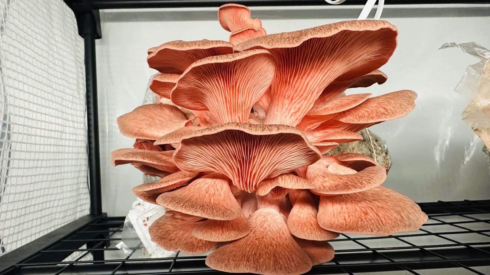 A large cluster of pink oyster mushrooms fruiting on a wire shelf inside a grow tent