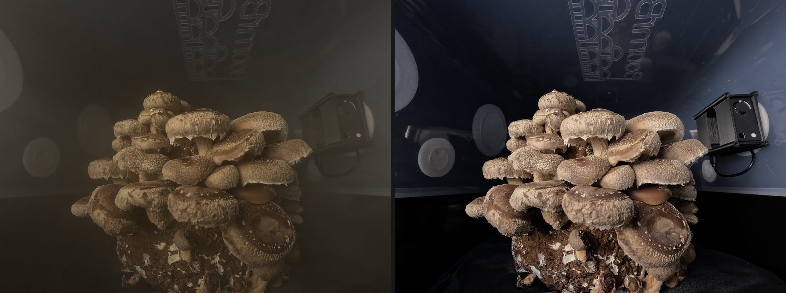 Two photos of the same shiitake block inside a fruiting chamber. On the left the chamber is full of grey haze and the mushrooms are hard to make out. On the right, 50 minutes later, the air is clear.