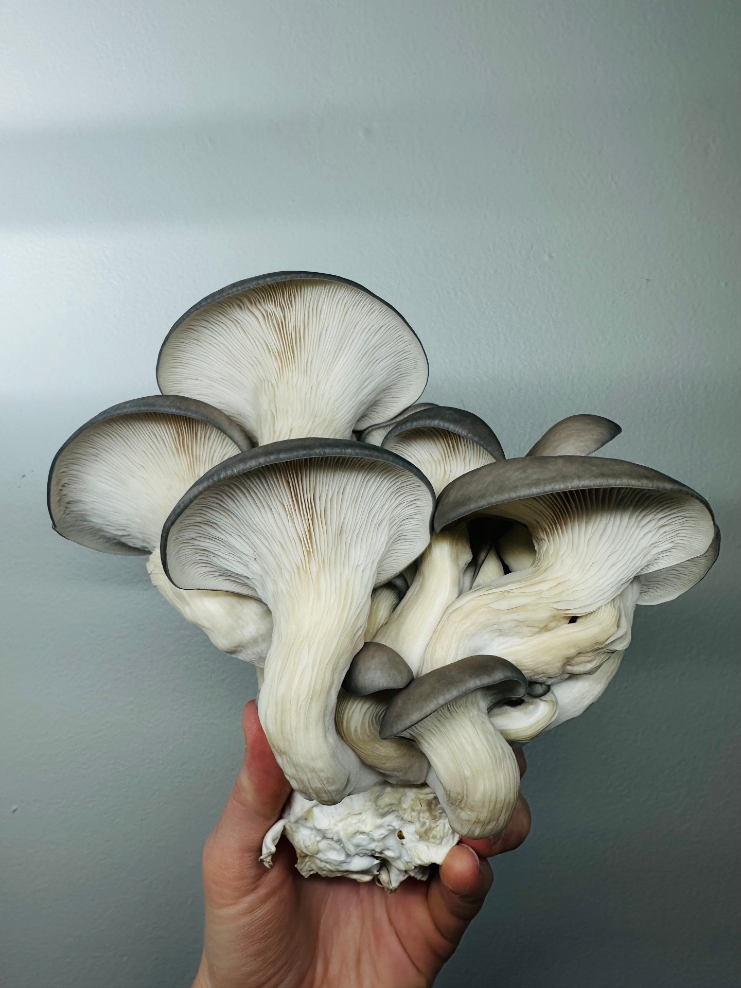 Blue Oyster Mushrooms