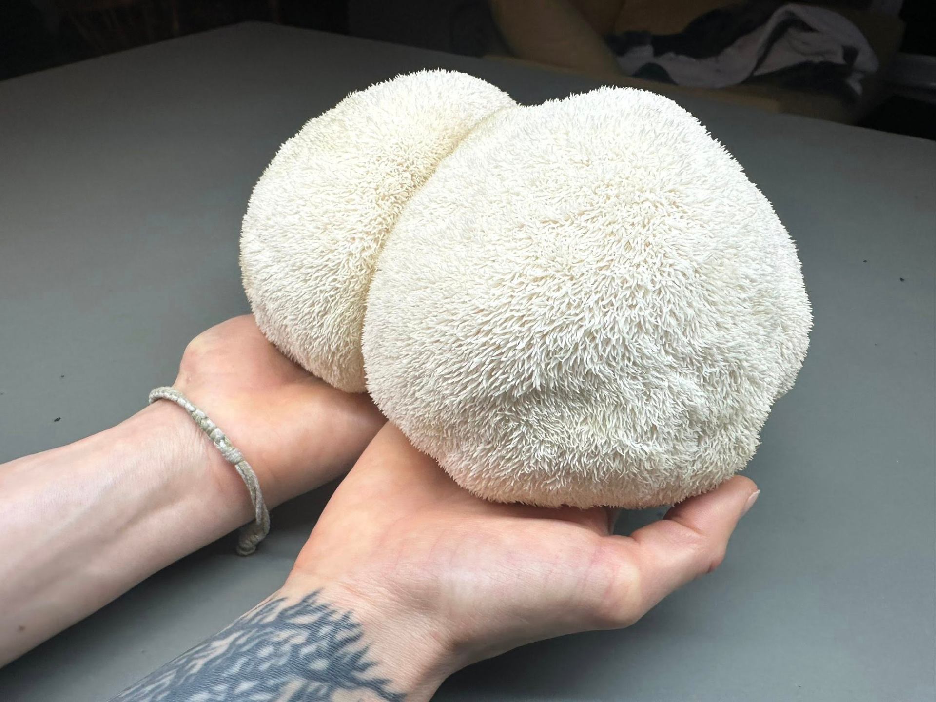 Lion's mane mushrooms held in two hands, grown at the Denver nano farm