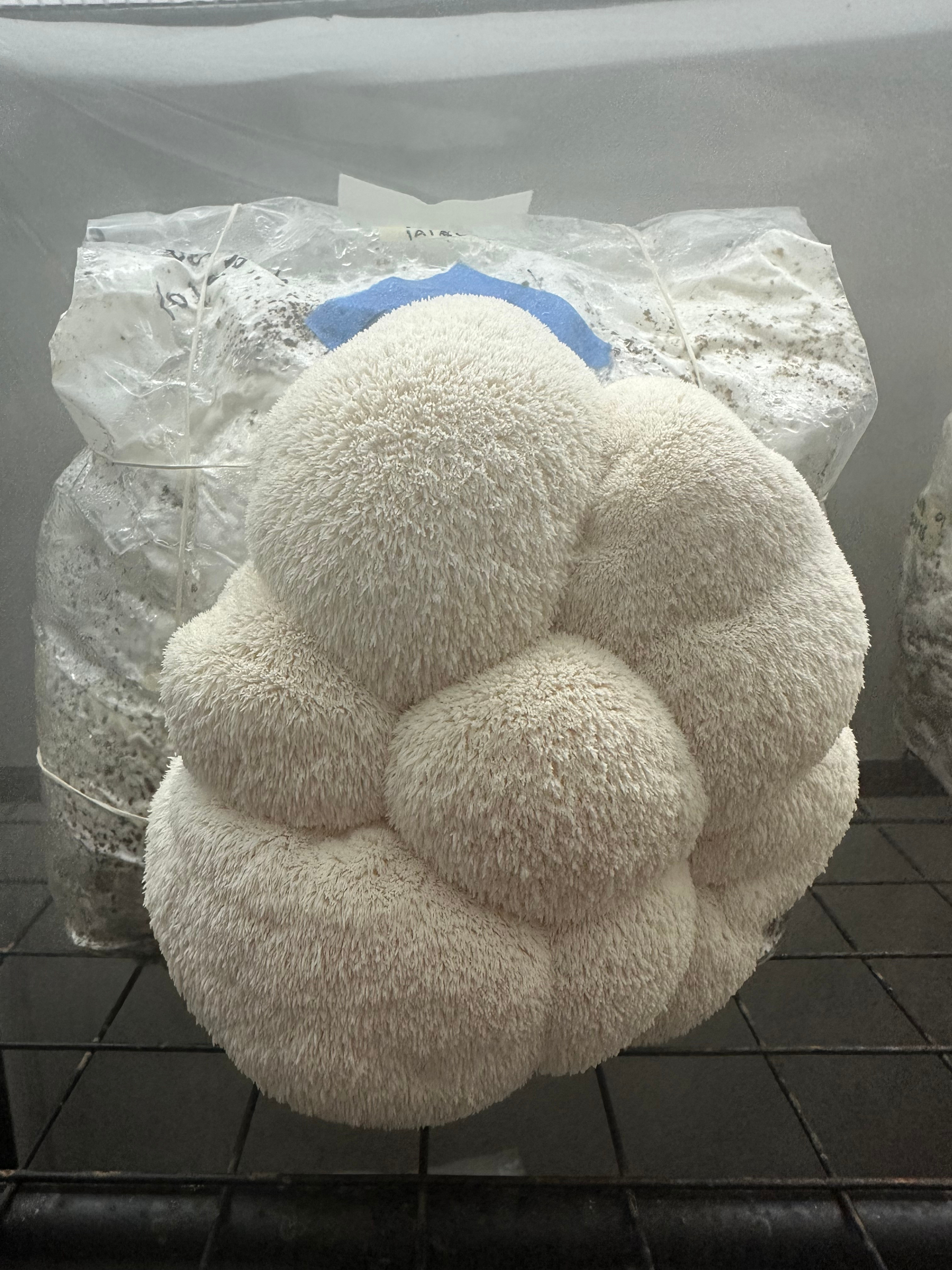 Lion's Mane Mushroom