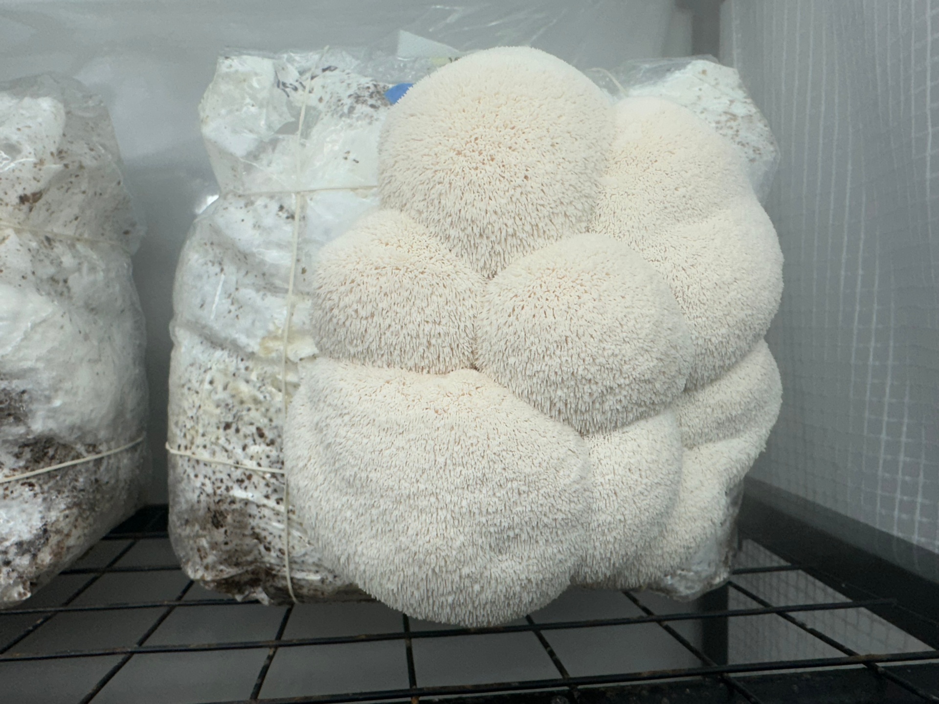 Lion's Mane Growing