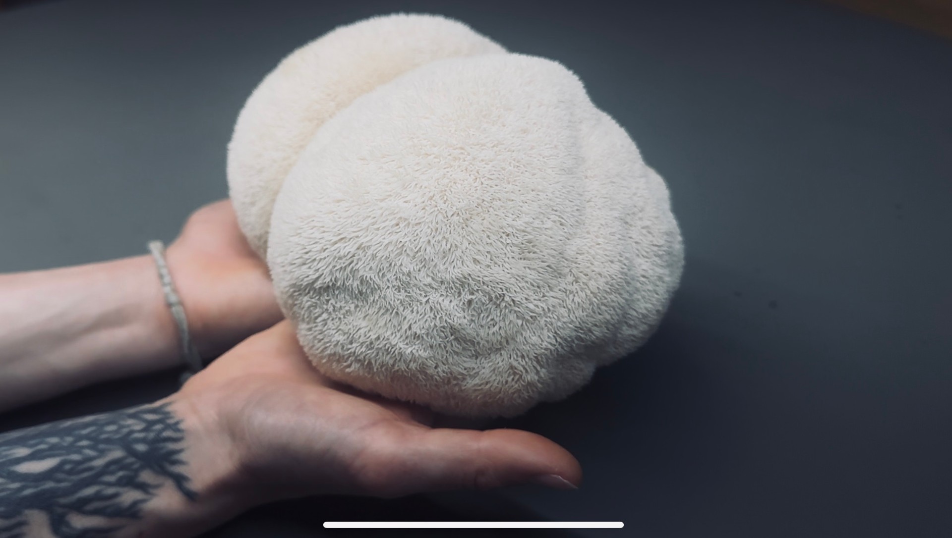 Lion's Mane