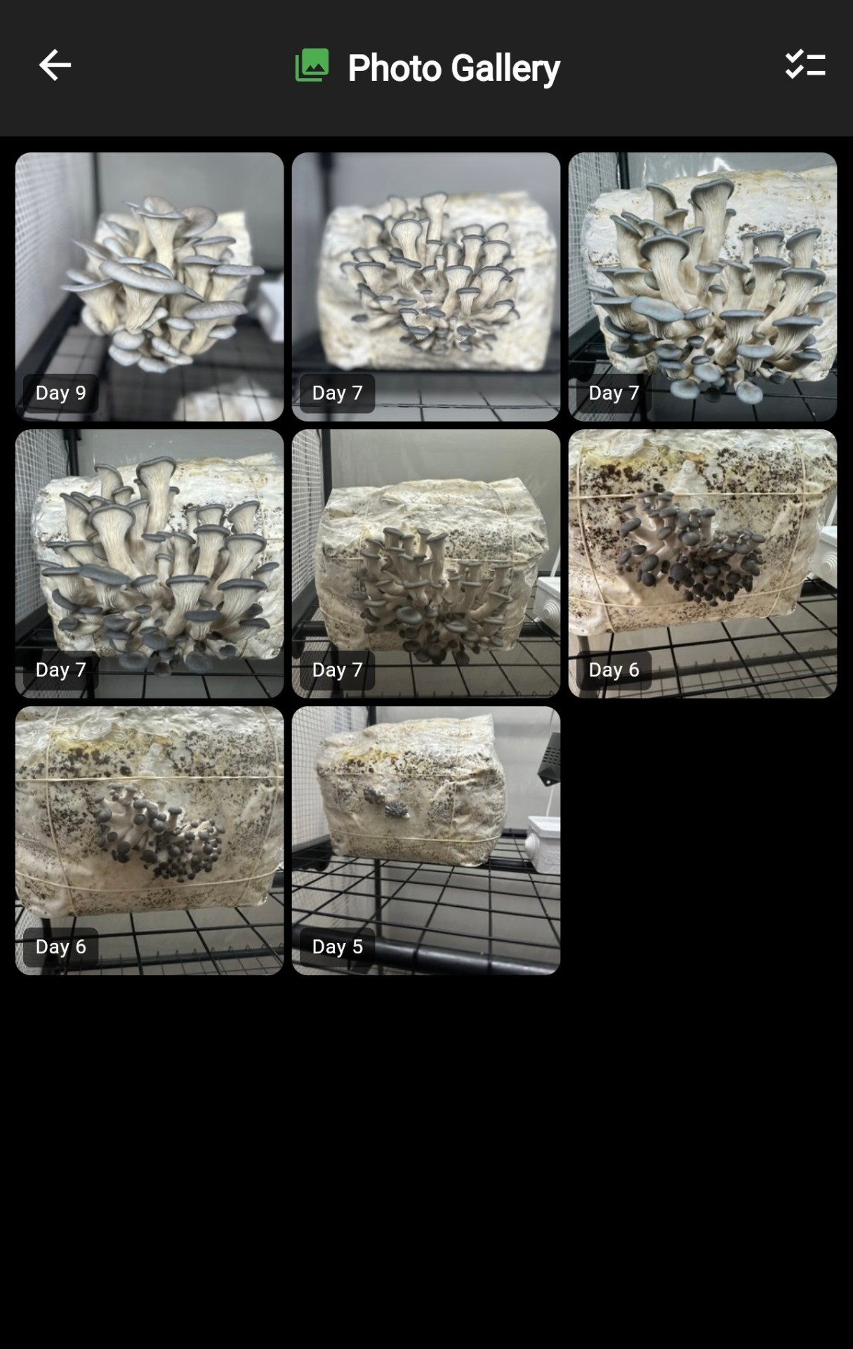 Photo gallery showing mushroom growth progression over time