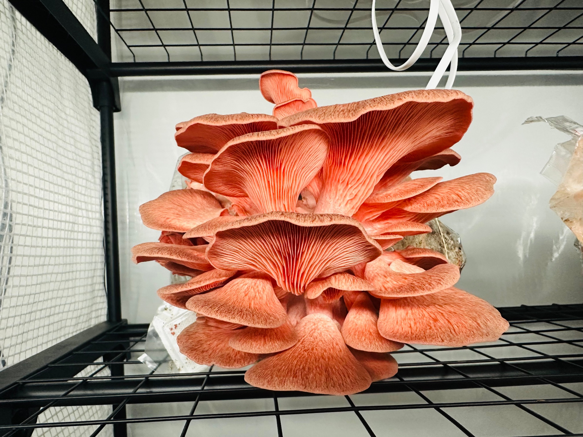 Pink Oyster Mushrooms