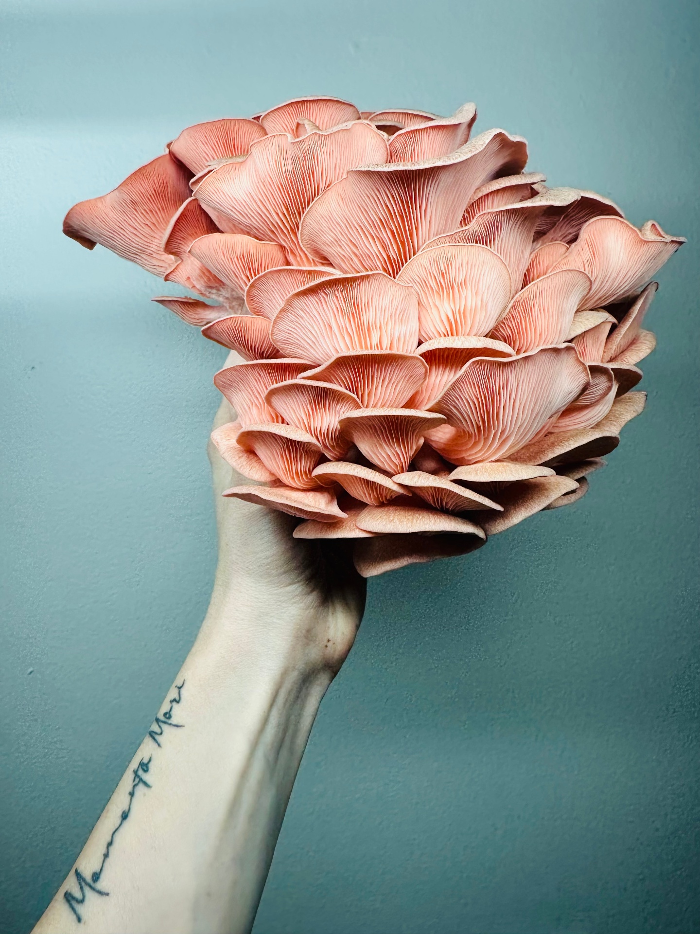 Pink Oyster Beauty