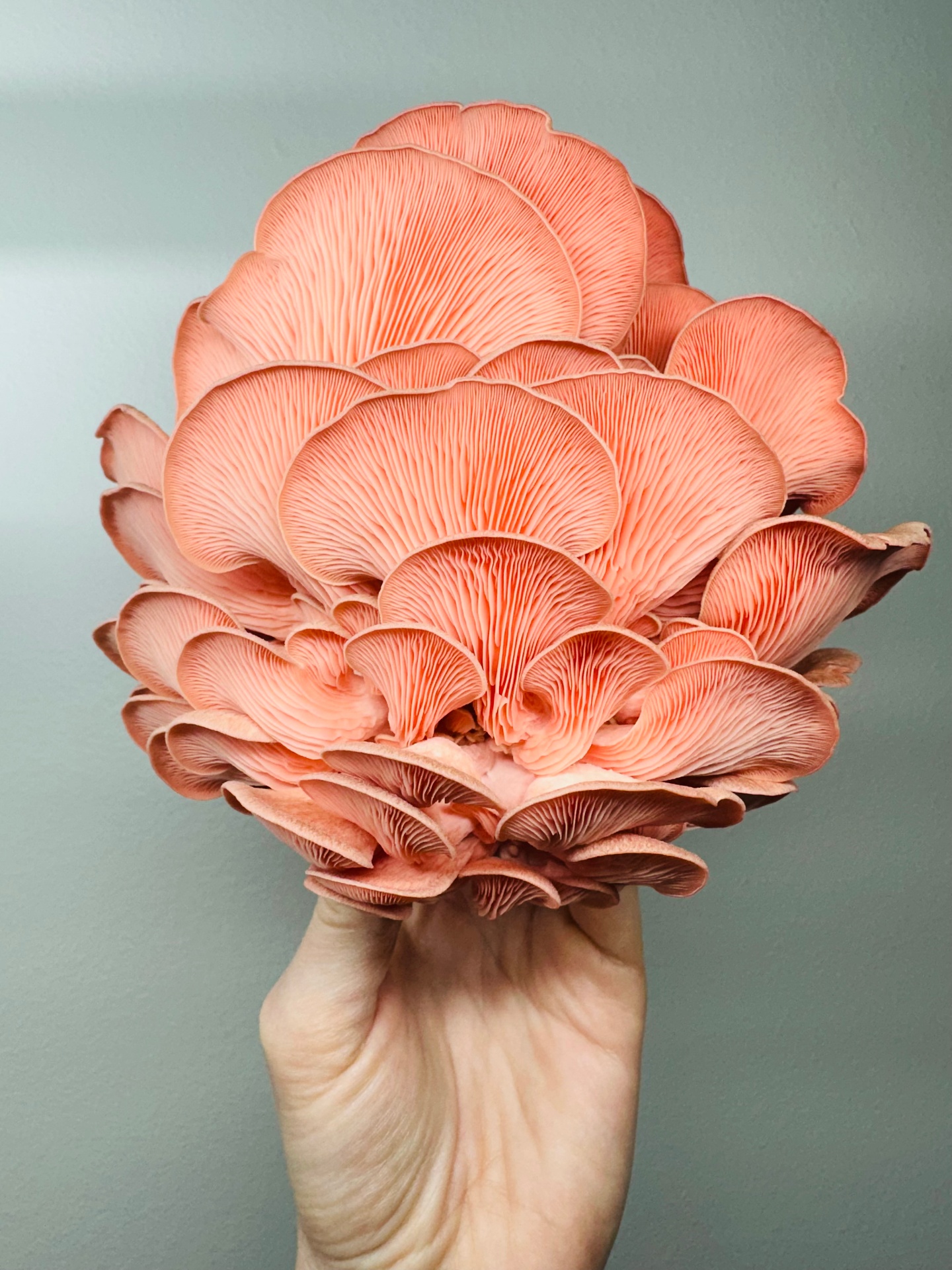 Pink Oyster Cluster