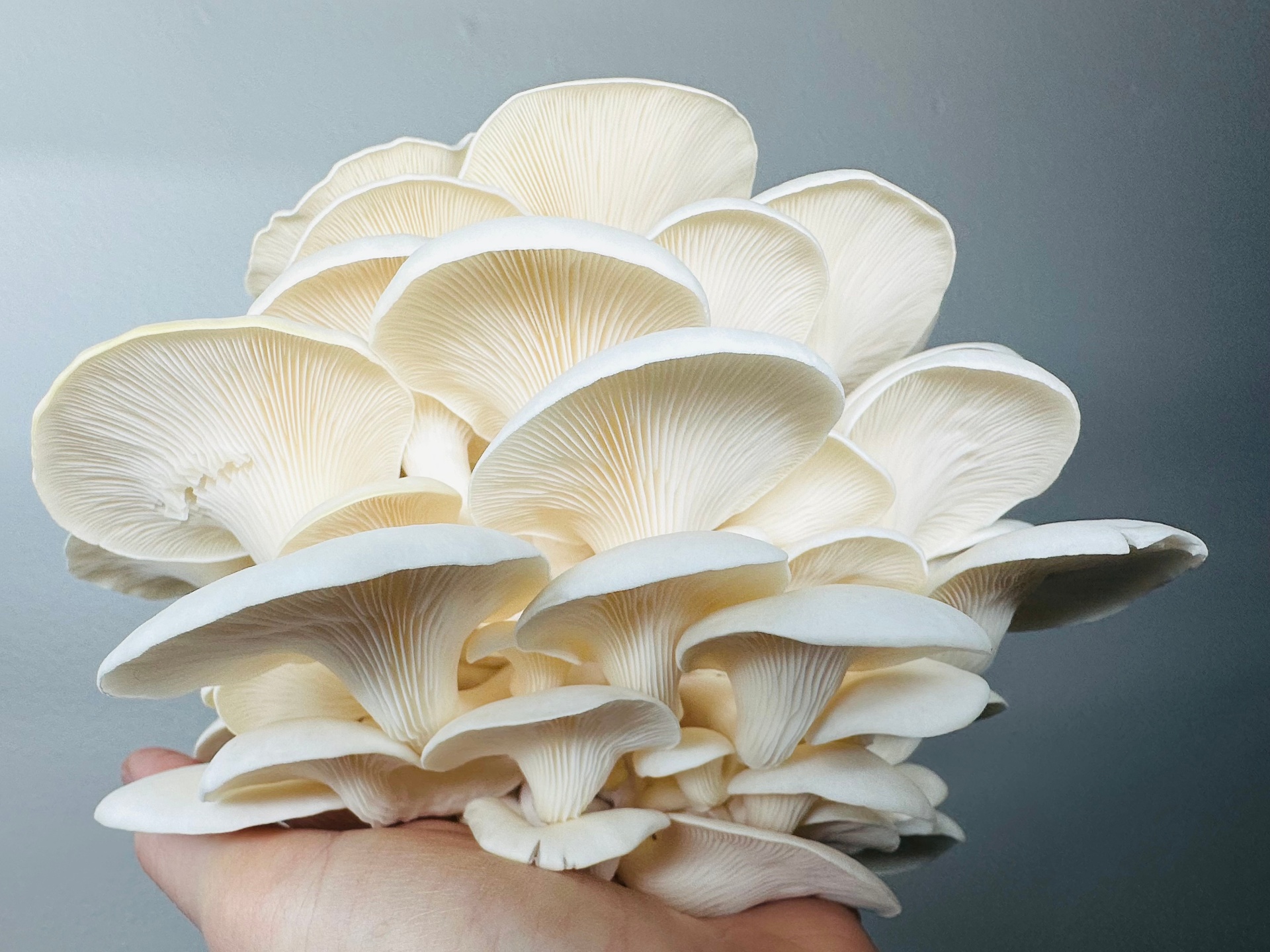 Snow Oyster Mushrooms